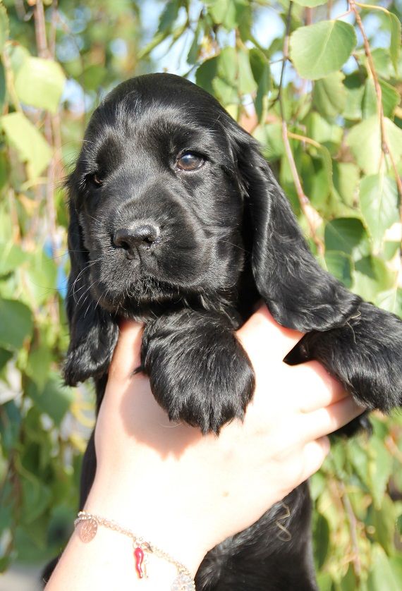 des geants du bocage - Cocker Spaniel Anglais - Portée née le 10/08/2023