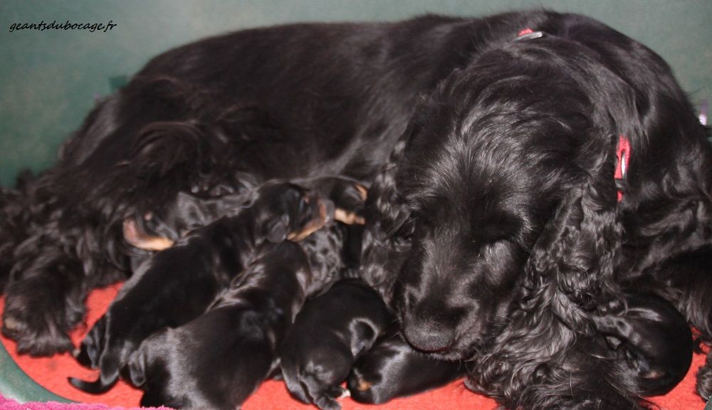 des geants du bocage - Cocker Spaniel Anglais - Portée née le 19/01/2020